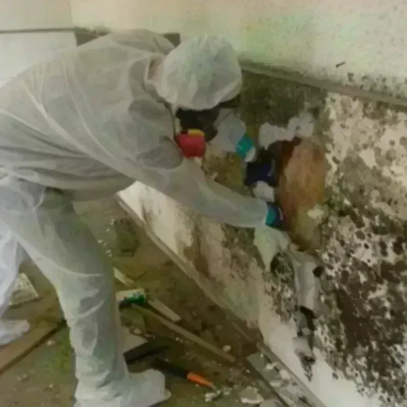 Mold Remediation and Removal in Flint, MI